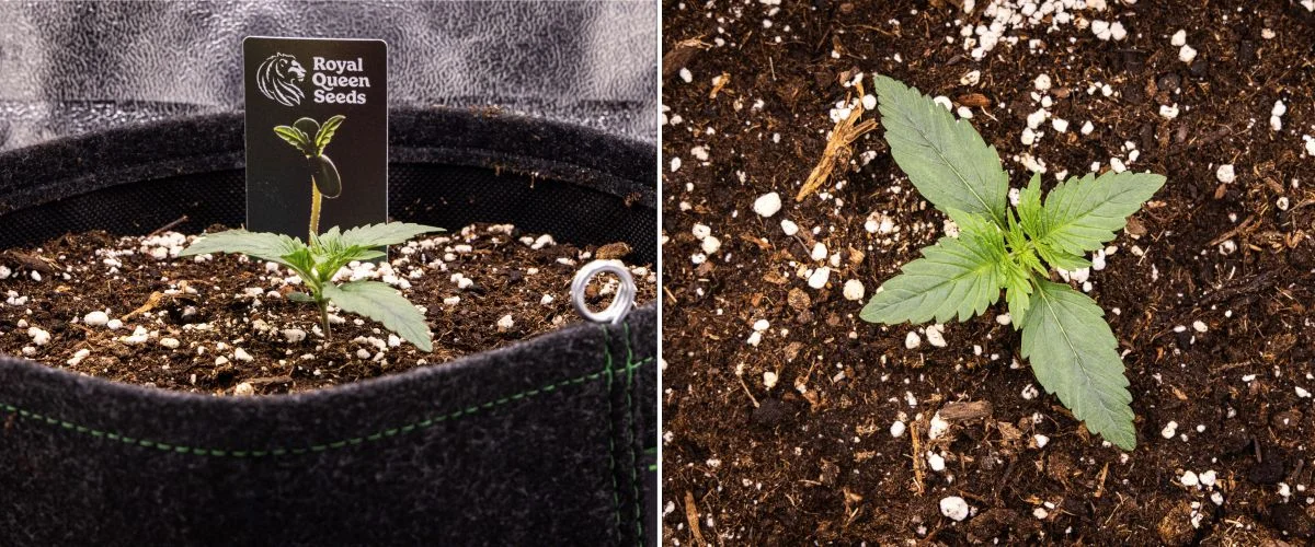 Sazenice konopí Gaia F1 v 1. týdnu rostoucí v půdě, s vývojem prvních pravých listů a kompaktní ranou strukturou v indoor podmínkách