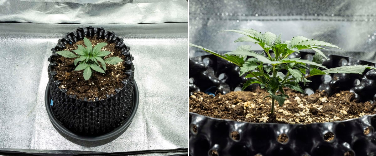 Sazenice konopí North Thunderfuck v 1. týdnu s prvními pravými listy a zdravým raným růstem v půdě pod LED světlem