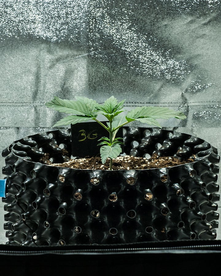 Triple G Grow Report