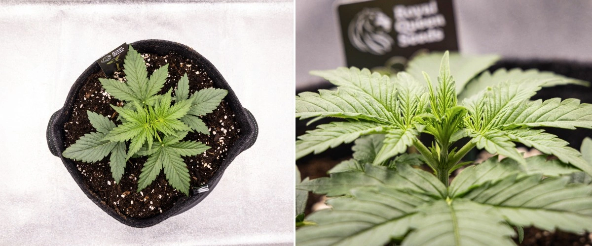Rostlina konopí Gaia F1 ve 2. týdnu rostoucí v půdě se zdravým raným vegetativním růstem v indoor podmínkách