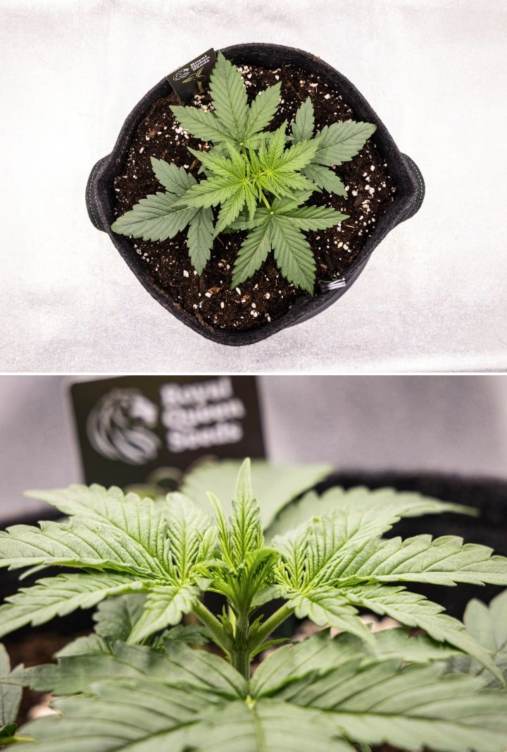 Rostlina konopí Gaia F1 ve 2. týdnu rostoucí v půdě se zdravým raným vegetativním růstem v indoor podmínkách