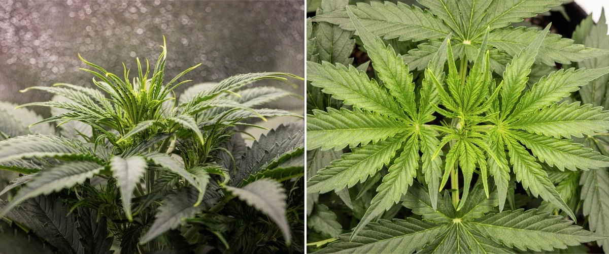 Rostlina konopí Gaia F1 ve 3. týdnu rostoucí v půdě se zdravým vegetativním růstem v indoor podmínkách