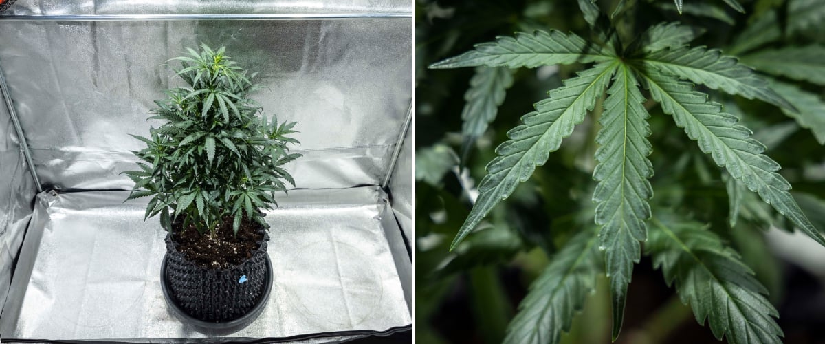 Planta de cànnabis North Thunderfuck a la setmana 4 de creixement vegetatiu mostrant una copa més plena, ramificació forta i fulles de ventall sanes creixent en terra sota llum LED