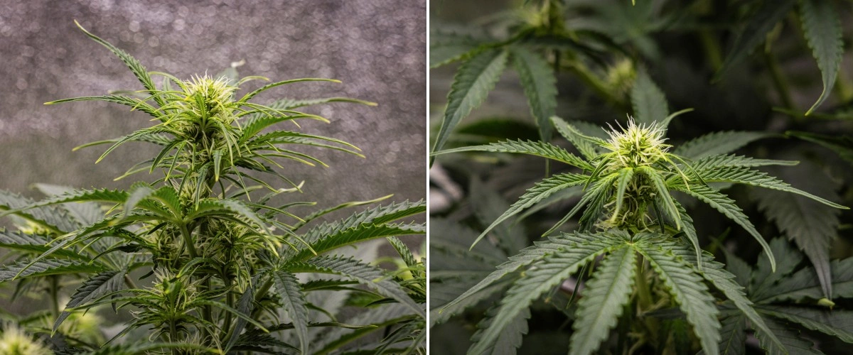 Rostlina konopí Gaia F1 v 5. týdnu rostoucí v půdě se zdravým růstem ve fázi květu v indoor podmínkách
