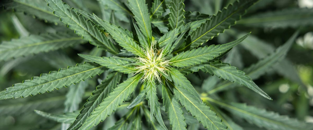 Rostlina konopí North Thunderfuck v 5. týdnu rané fáze kvetení s novými bílými pestíky na květových místech a zdravými vějířovitými listy pod LED světlem