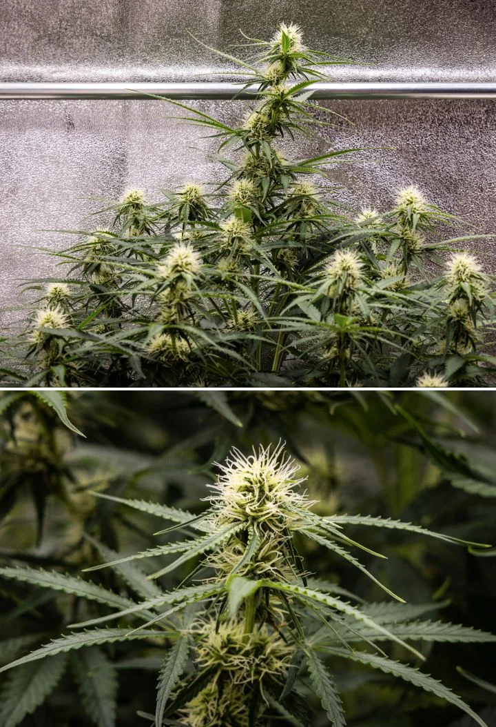 Rostlina konopí Gaia F1 v 6. týdnu rostoucí v půdě se zdravým růstem v polovině fáze květu v indoor podmínkách