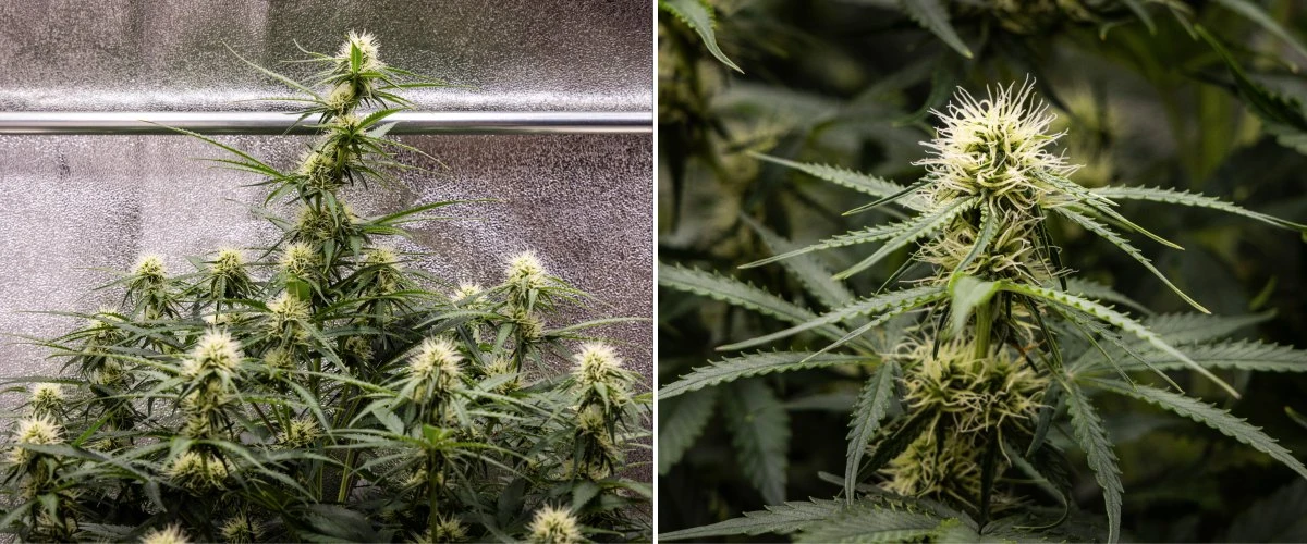 Rostlina konopí Gaia F1 v 6. týdnu rostoucí v půdě se zdravým růstem v polovině fáze květu v indoor podmínkách