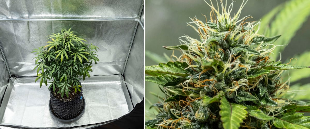 Rostlina konopí North Thunderfuck během 7.–8. týdne kvetení s rozšiřujícími se květy, hustými shluky pestíků a zvyšující se produkcí pryskyřice pod LED světlem