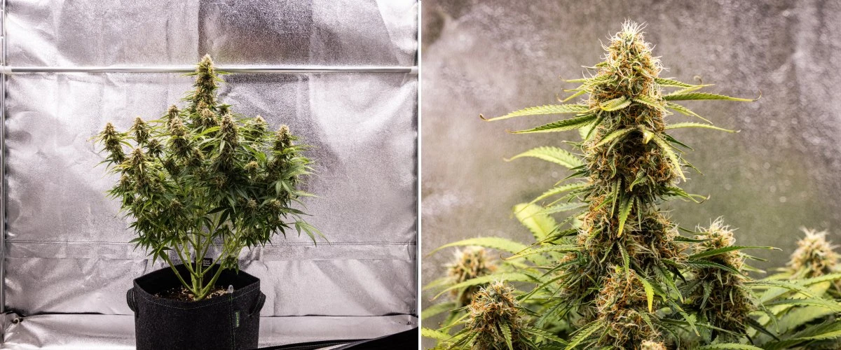 Rostlina konopí Gaia F1 v 8. týdnu rostoucí v půdě se zdravými dozrávajícími květy v indoor podmínkách