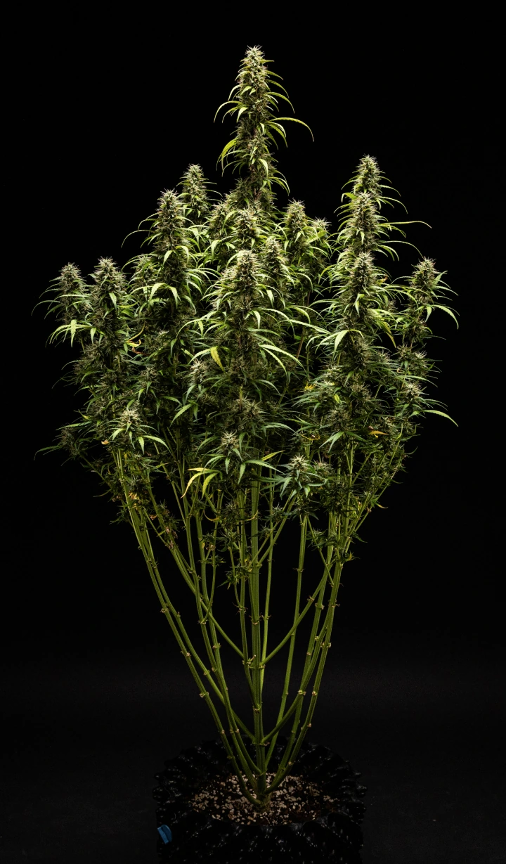 Pěstební Report GOAT'lato Auto – Týden 9 Příprava na Sklizeň Rostlina konopí GOAT'lato Auto v 9. týdnu s převážně mléčnými a několika jantarovými trichomy, pevnými palicemi a intenzivní vůní těsně před sklizní