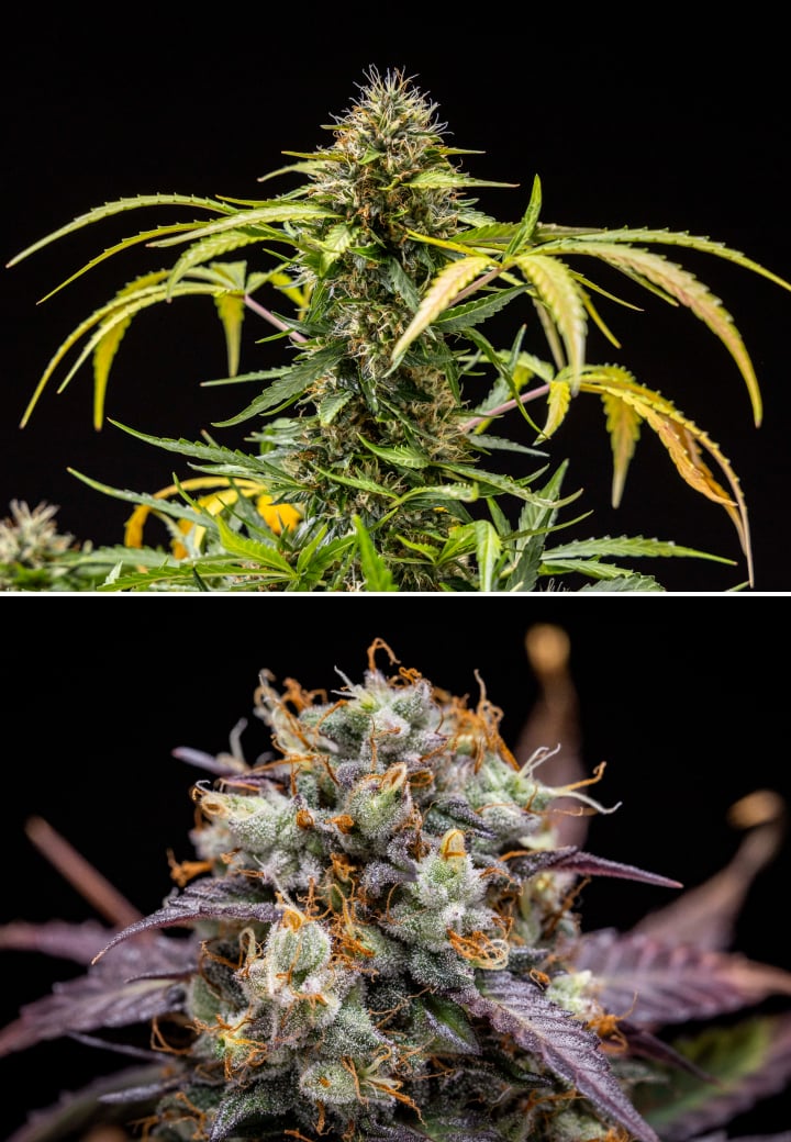 Rostlina konopí North Thunderfuck během 9.–10. týdne kvetení s plně vyvinutými květy, ztmavlými pestíky, silnou produkcí pryskyřice a známkami připravenosti ke sklizni pod LED světlem