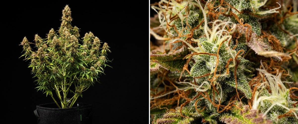 Rostlina konopí Gaia F1 v 9.-10. týdnu rostoucí v půdě se zralými květy připravenými ke sklizni v indoor podmínkách