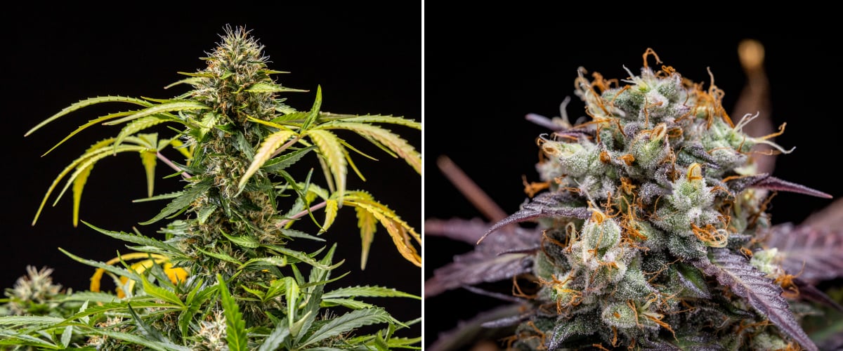 Rostlina konopí North Thunderfuck během 9.–10. týdne kvetení s plně vyvinutými květy, ztmavlými pestíky, silnou produkcí pryskyřice a známkami připravenosti ke sklizni pod LED světlem