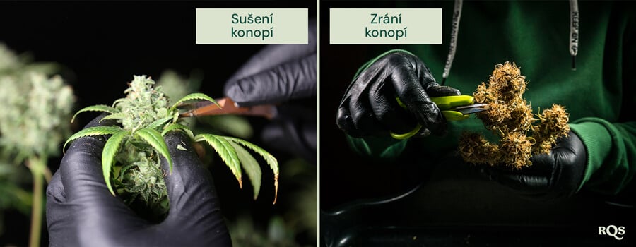 Srovnání mokrého a suchého zastřihování konopí. Vlevo se mokré zastřihování provádí ihned po sklizni, což usnadňuje odstranění listů. Vpravo se suché zastřihování provádí po vysušení květů, což zlepšuje zrání a uchování terpenů.