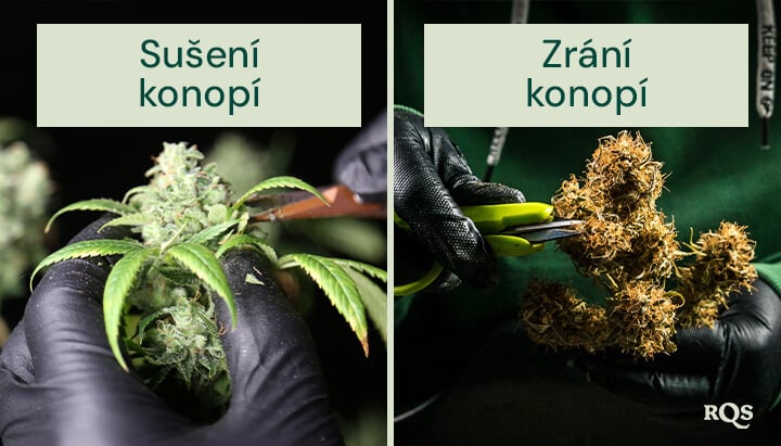 Srovnání mokrého a suchého zastřihování konopí. Vlevo se mokré zastřihování provádí ihned po sklizni, což usnadňuje odstranění listů. Vpravo se suché zastřihování provádí po vysušení květů, což zlepšuje zrání a uchování terpenů.