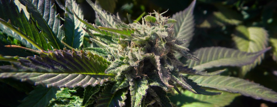 White Widow White Widow