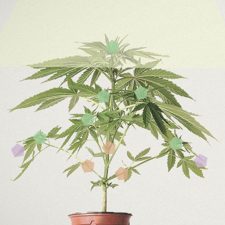 ¿Qué es la producción de una planta de marihuana? ¿Qué es la producción de una planta de marihuana?