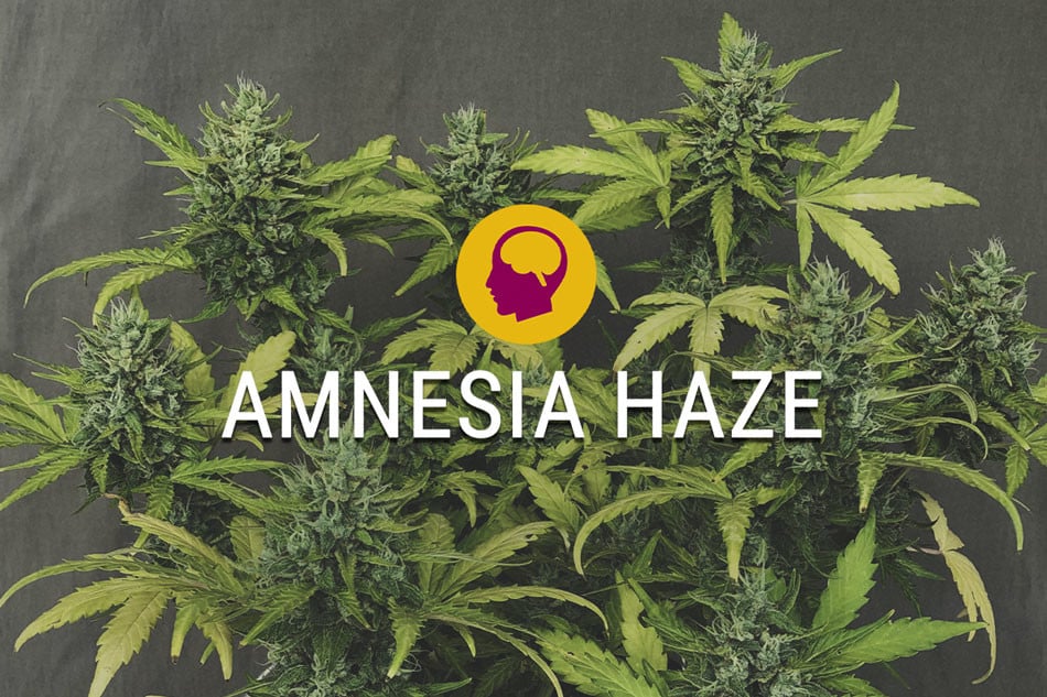 Feminizovaná Amensia Haze