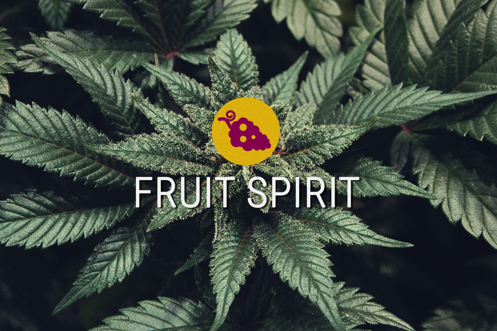 Fruit Spirit Feminizovaných konopných semen