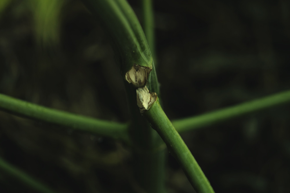Jak Opravit Zlomené či Ohnuté Stonky