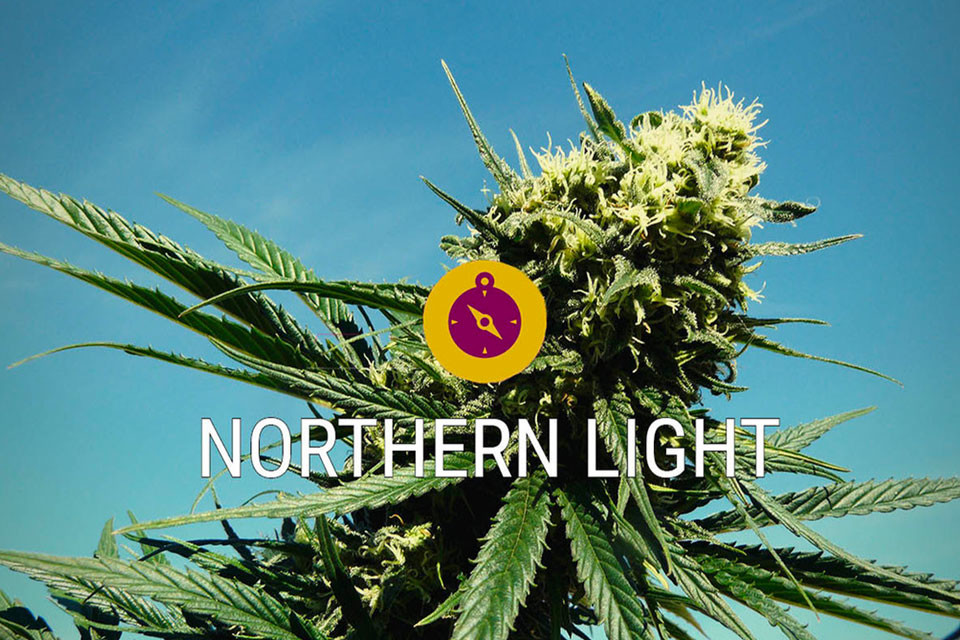 Northern Lights: Konopná Klasika A Pravá Indiková Legenda