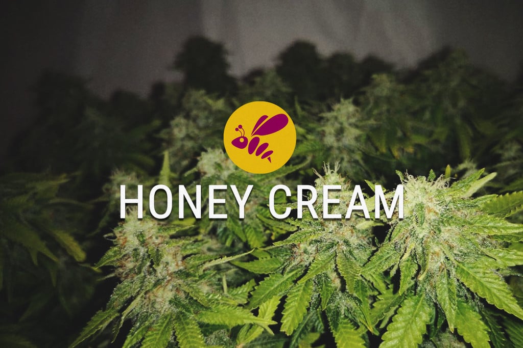 Honey Cream: Sladká Každým Coulem