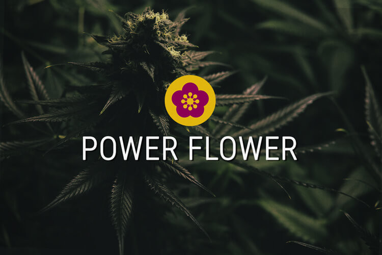 Power Flower Feminizovaných konopných semen