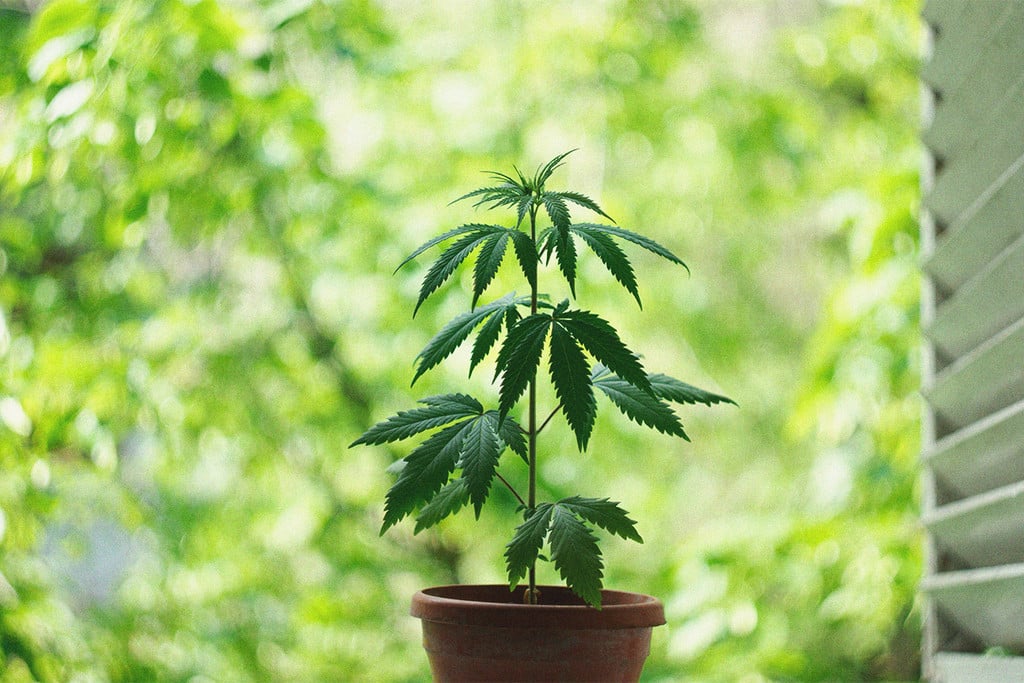 Jak Pěstovat Marihuanu V Indooru Bez Osvětlení