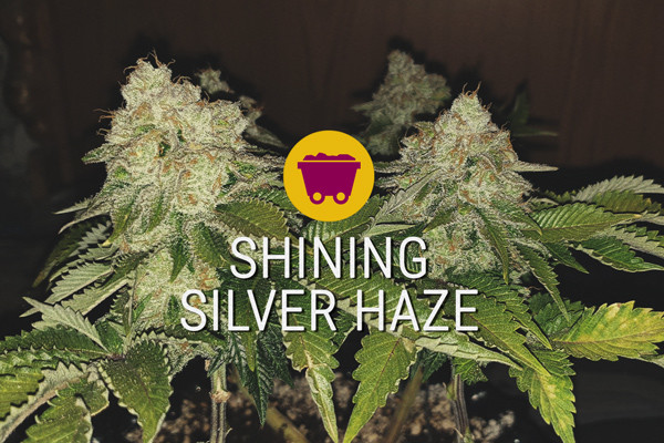 Shining Silver Haze: Nová Generace Sativ