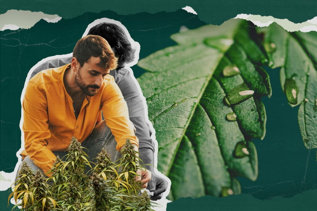 Co je to gutace u konopí? Vše, co potřebujete vědět