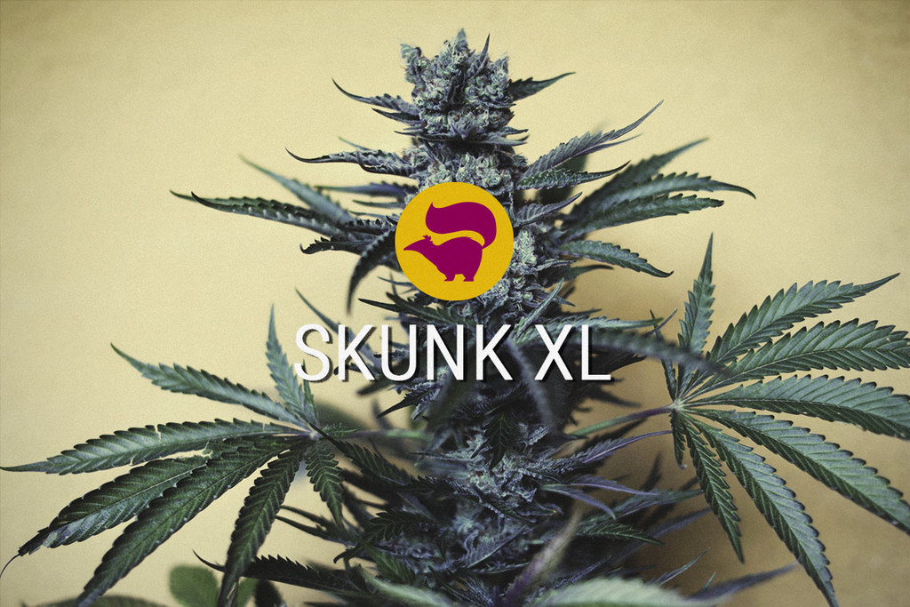 Skunk XL: Základní Konopný Hybrid Stále Žije