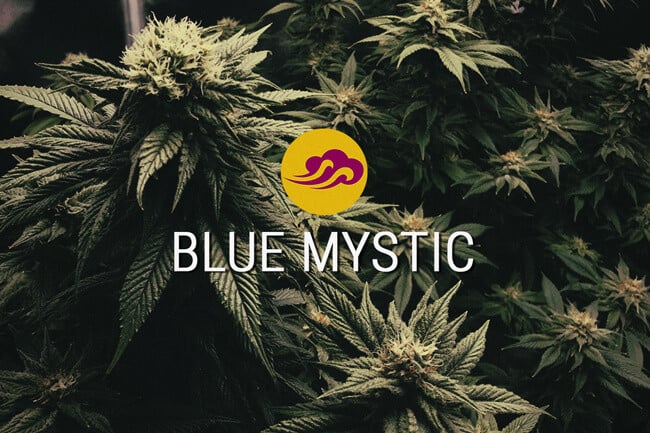 Blue Mystic: Vyšlechtěna Pro Chuť A Uvolnění