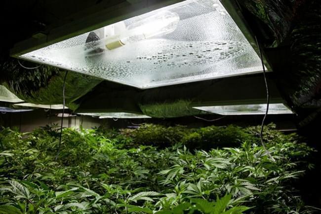 Indoorové Pěstování Konopí: Relativní Vlhkost a Teplota Vzduchu