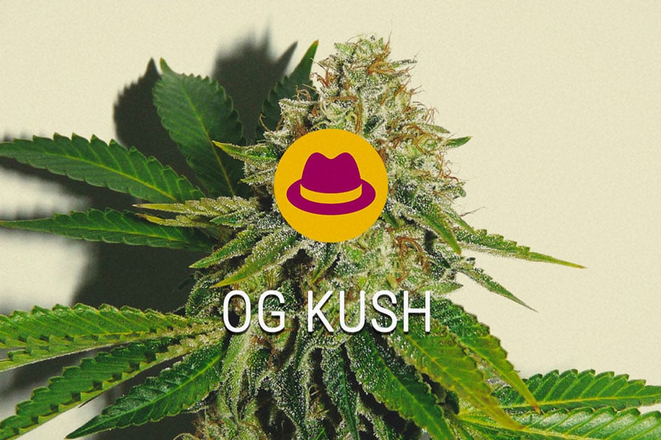 OG Kush Feminized konopných semen