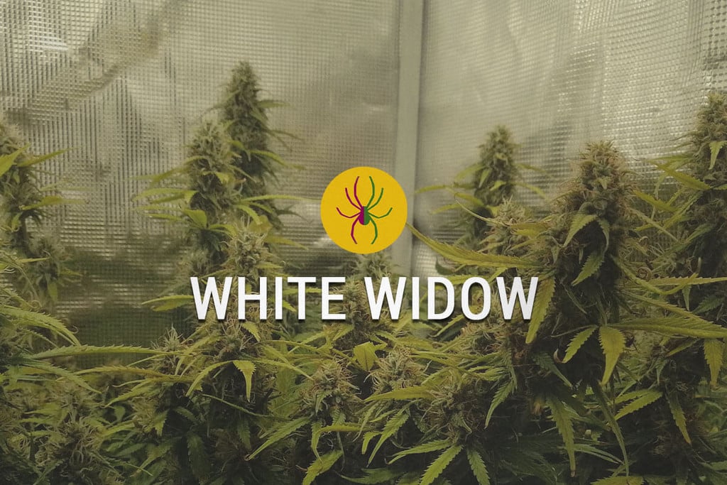 White Widow: Silná Pýcha Nizozemí