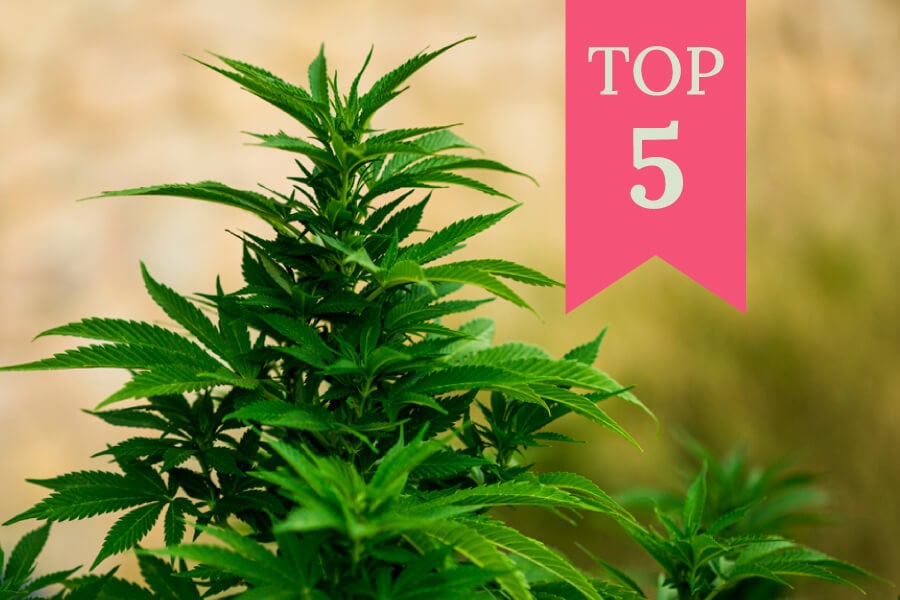 Top 5 Best Feminized Strains for Outdoor Growing (2025)