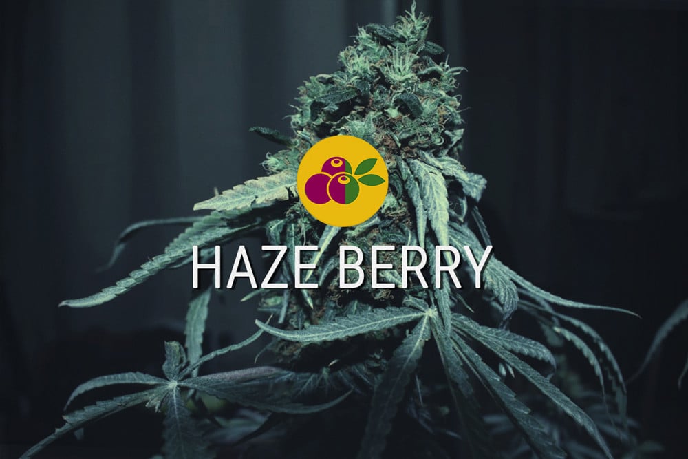 Haze Berry feminizovaných semen konopí