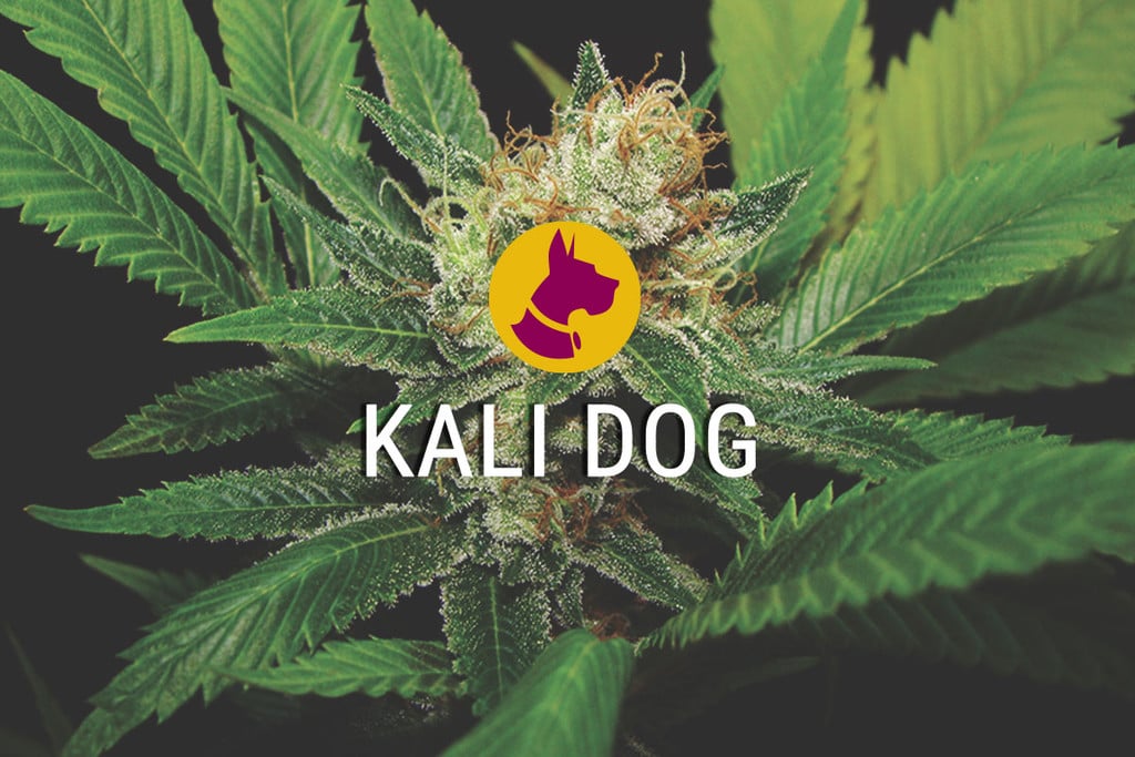 Kali Dog - Odvážná, Silná A Nádherná Odrůda Konopí