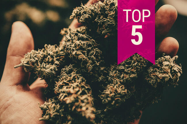 Top 5 Nejsilnějších Konopných Odrůd - Aktualizace 2026