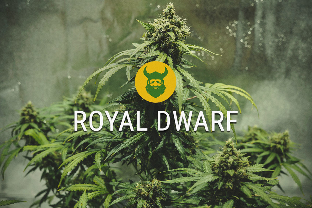 Royal Dwarf: Kompaktní Ale Divoký