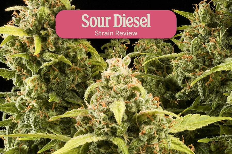 Sour Diesel Feminizovaná Konopná Odrůda