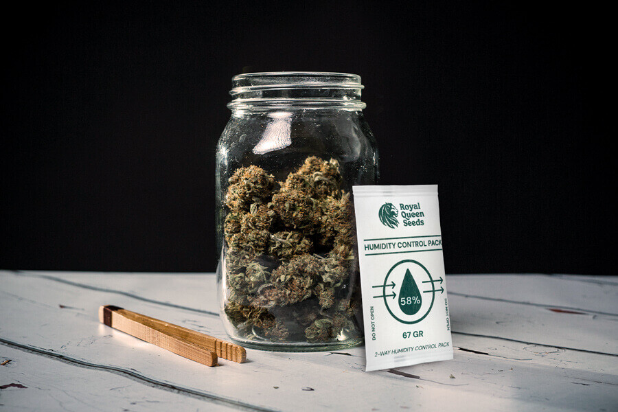 Jak se vyhnout plísni během sušení a zrání konopí