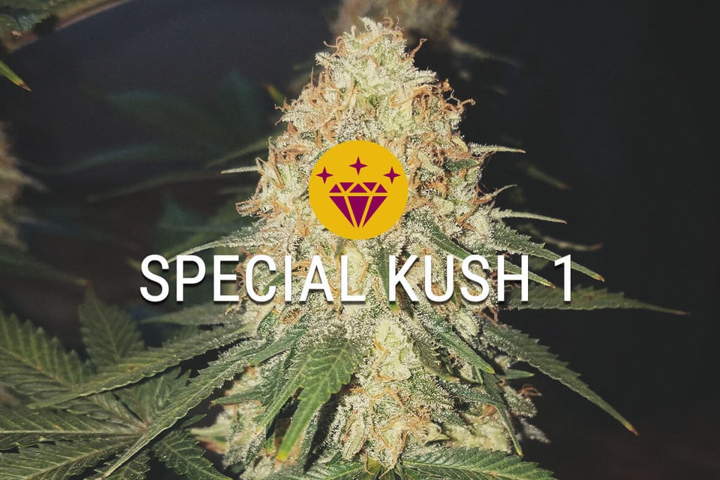 Special Kush 1: Opravdu Speciální Indika