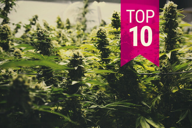 Top 10 Nejproduktivnějších Konopných Odrůd (Aktualizace 2026)