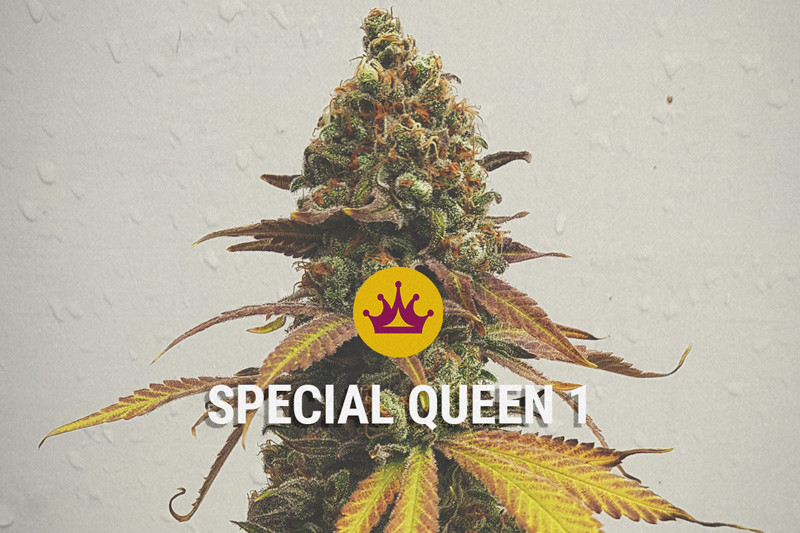 Special Queen - Vysoce kvalitní semena pro nízkou cenu!