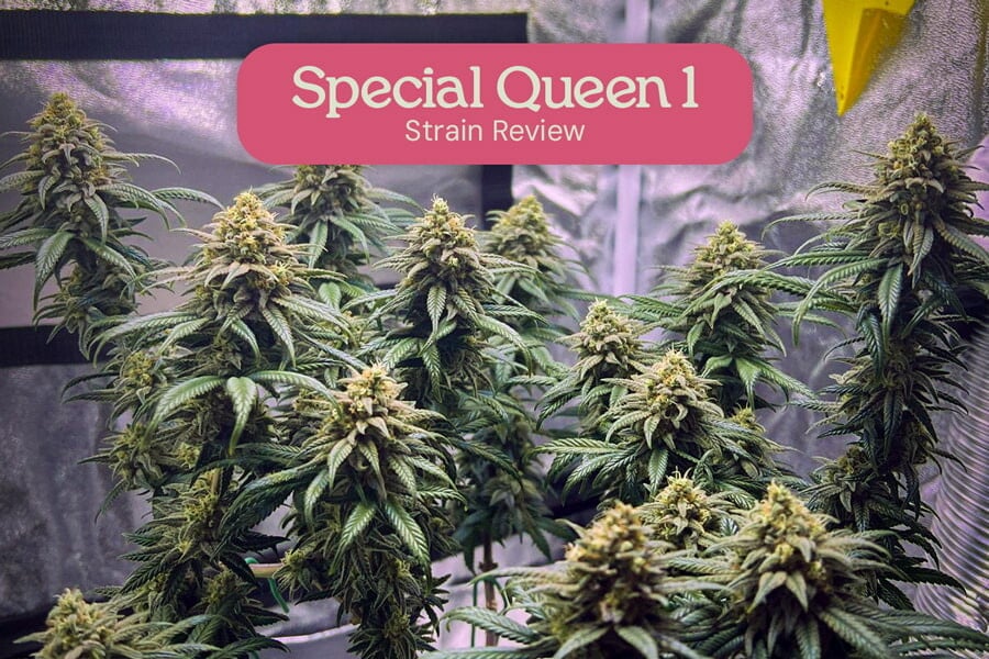 Special Queen - Vysoce kvalitní semena pro nízkou cenu!