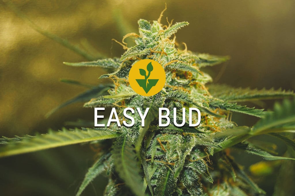 Easy Bud: Začněte Pěstovat Konopí Snadno