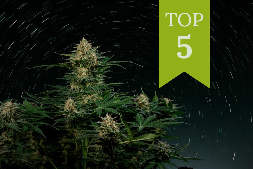 Top 5 Samonakvétacích odrůd s vysokým obsahem THC roku 2025