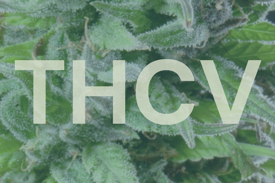 Co je to THCV a jaký je rozdíl mezi ním a THC?