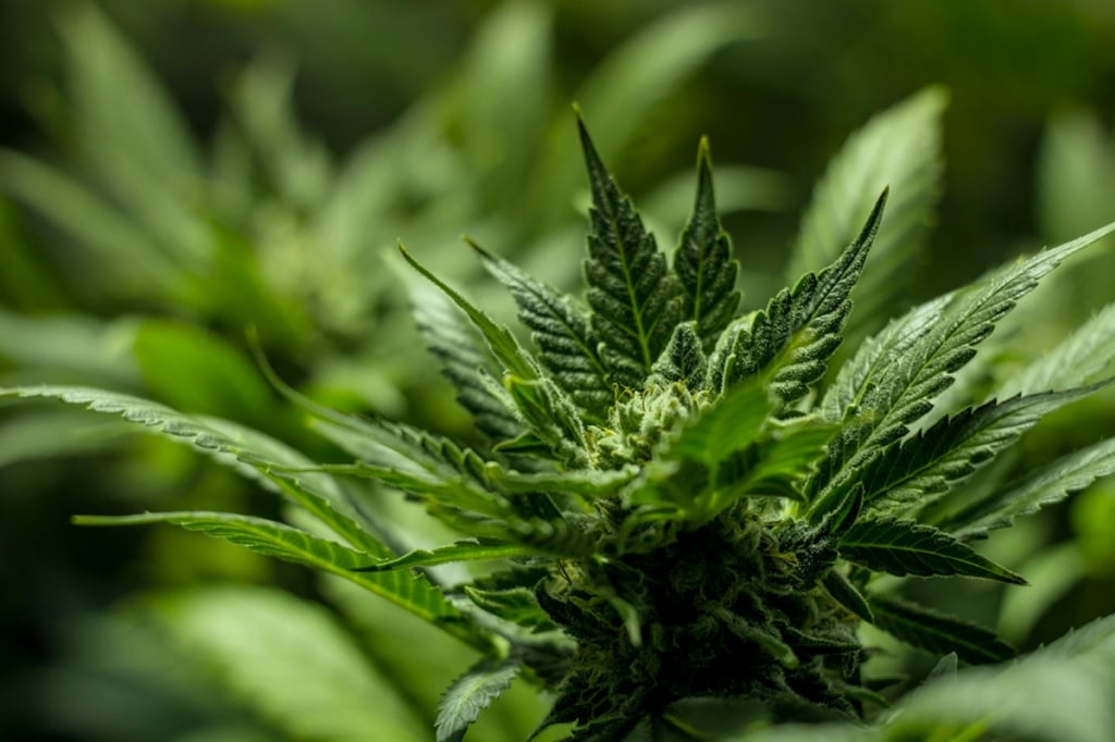 Co dělat, když vaše indoorové konopí nezačne kvést